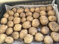 5組さんが収穫したじゃがいもです