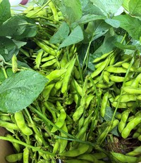 埼玉県産の枝豆です。